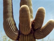Organ Pipe Cactus Natl. Mon