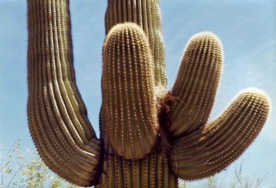 Organ Pipe Cactus Natl. Mon