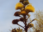 Organ Pipe Cactus Nat'l Mon.