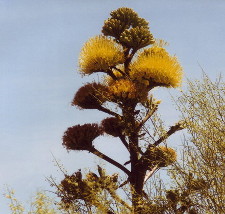 Organ Pipe Cactus Nat'l Mon.