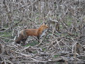Red Fox