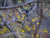 Big Bend National Park