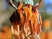 perennial at its best