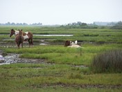 Assateague National Shoreline