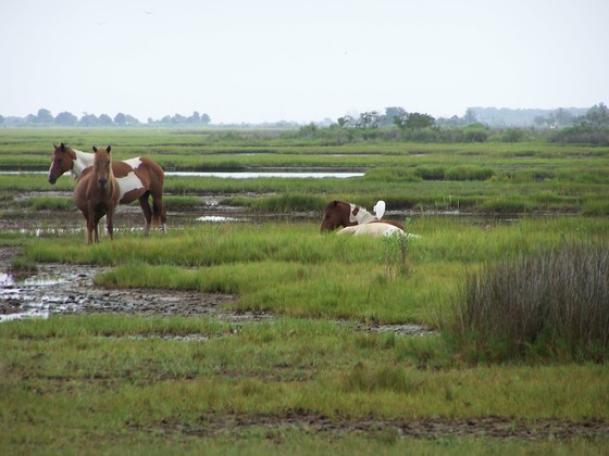 Assateague National Shoreline