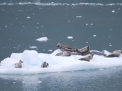 Glacier Bay National Park
