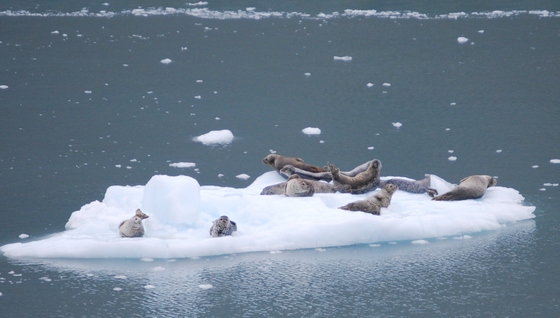 Glacier Bay National Park