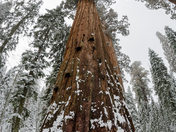 Sequoia National Park