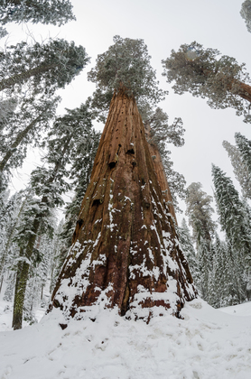 Sequoia National Park