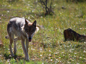 Denali National park