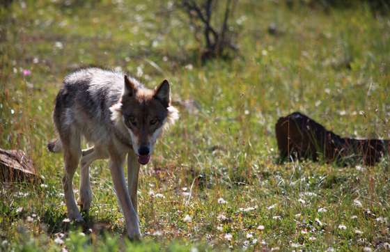 Denali National park