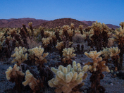 Joshua Tree National Park