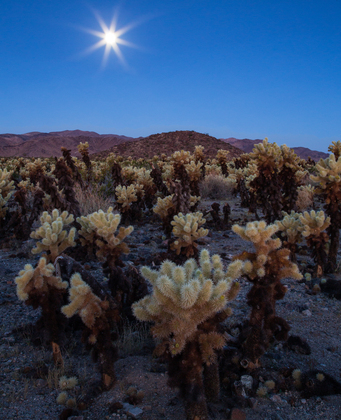 Joshua Tree National Park