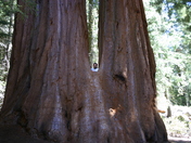 Sequoia National Park