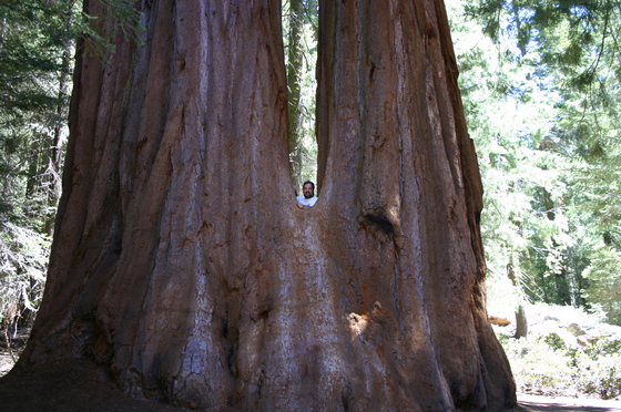 Sequoia National Park