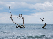 Padre Island National Seashore