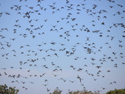 Assateague Wildlife Refuge