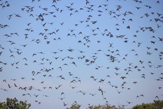 Assateague Wildlife Refuge