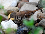 Laguna Atascosa National Wildlife Refuge