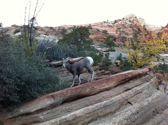 Zion National Park