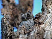 Santa Ana National Wildlife Refuge