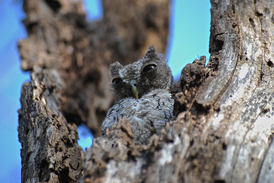Santa Ana National Wildlife Refuge