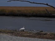 Bombay Hook National Wildlife Refuge