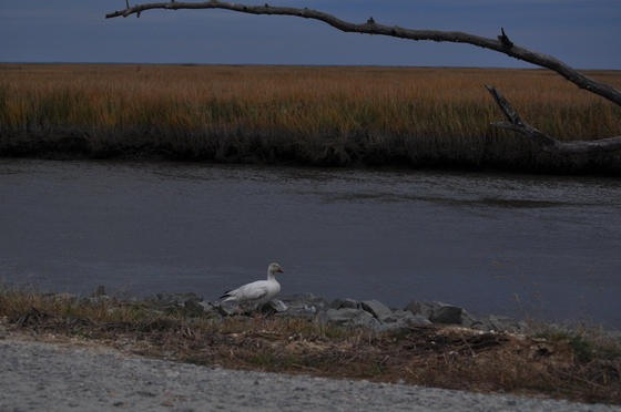 Bombay Hook National Wildlife Refuge