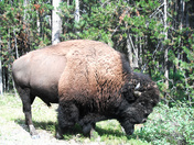 Yellowstone National Park