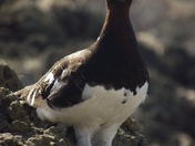 Talkeetna Mountain Range