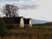 Nisqually Wildlife Refuge