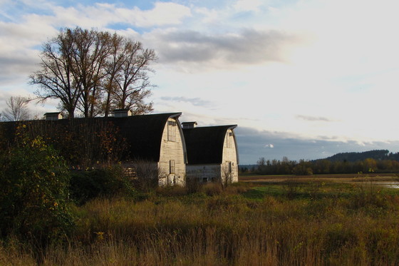 Nisqually Wildlife Refuge