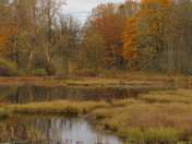 Nisqually Wildlife Refuge