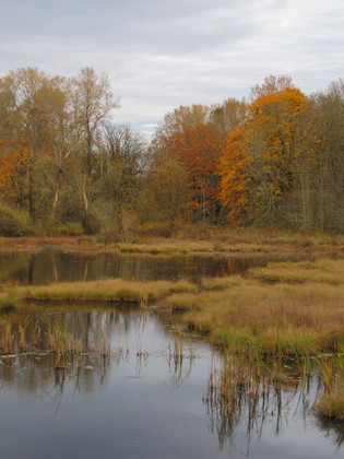 Nisqually Wildlife Refuge