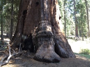 Sequoia National Forest