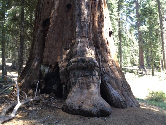 Sequoia National Forest