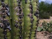 Saguaro National Park West