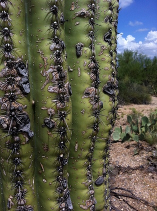 Saguaro National Park West