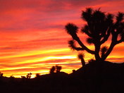 Joshua Tree National Park