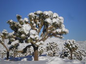 Joshua Tree national Park