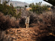 Joshua Tree National Park
