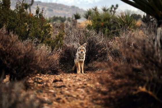 Joshua Tree National Park