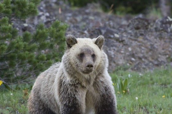 Yellowstone National Park