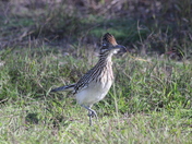 Laguna Atascosa National Wildlife Refuge