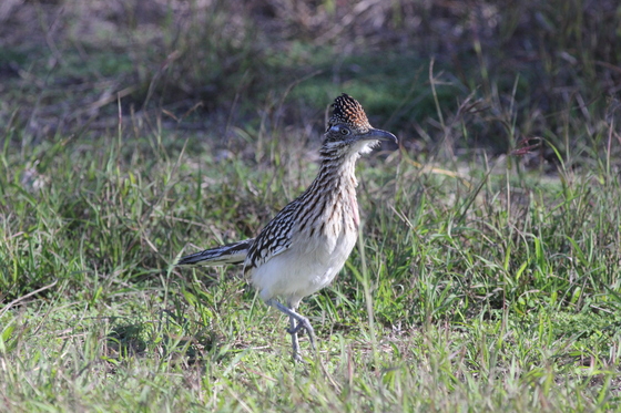 Laguna Atascosa National Wildlife Refuge