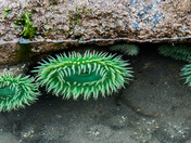 Olympic National Park