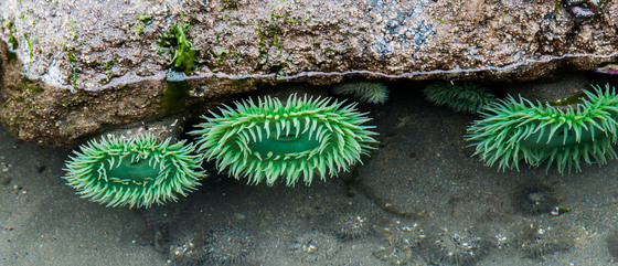 Olympic National Park