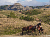 Theodore Roosevelt National Park