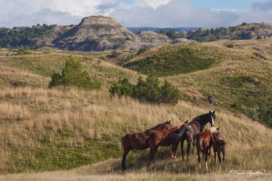 Theodore Roosevelt National Park