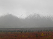 Denali National Park